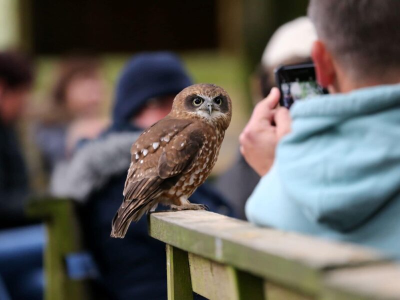 Hawk Conservancy Trust