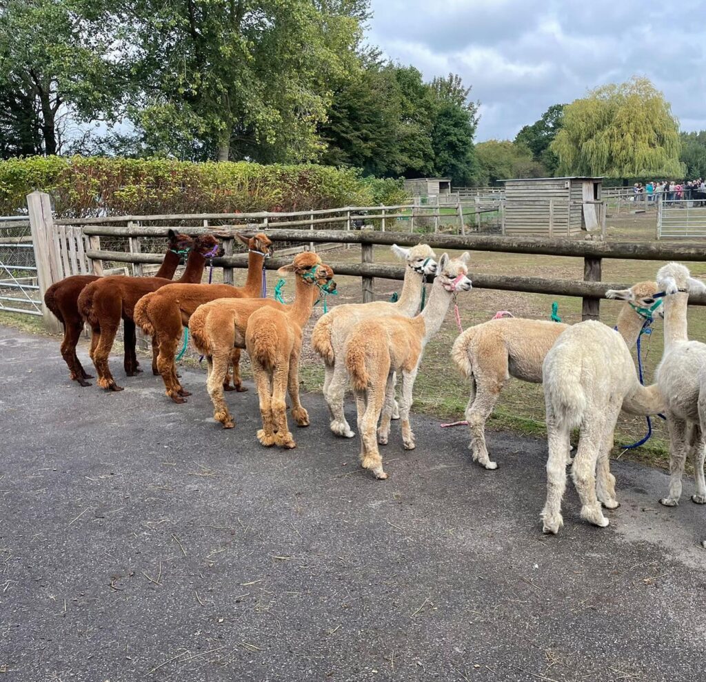 Pennybridge Farm Alpacas