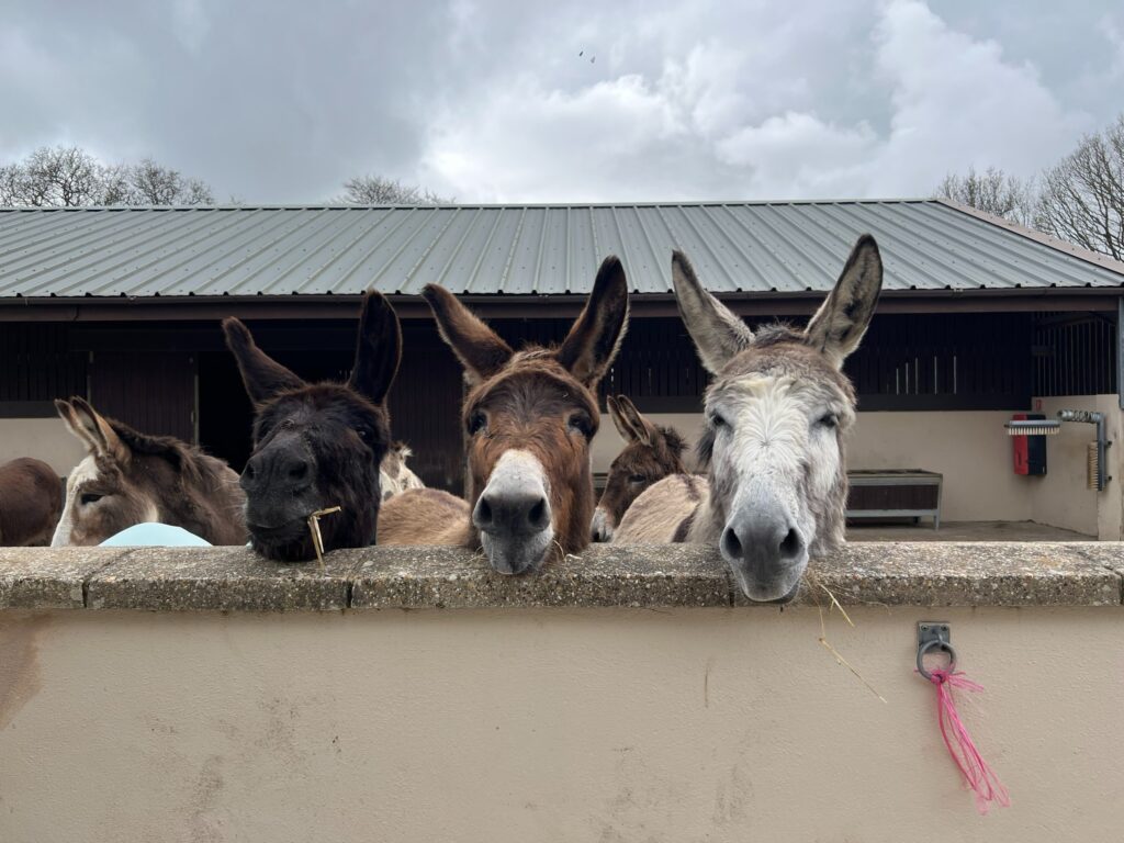 Donkey Sanctuary Manchester