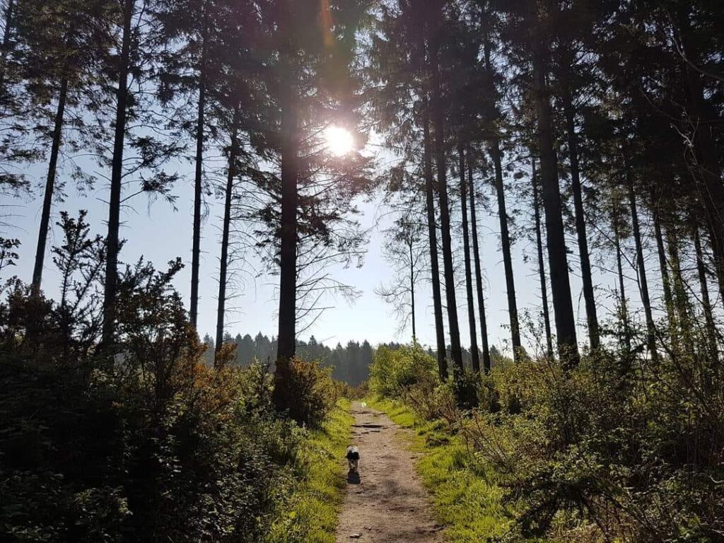 Queen Elizabeth Country Park Hampshire