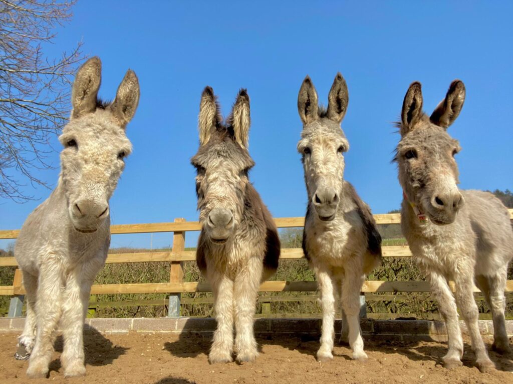 Donkey Sanctuary Manchester