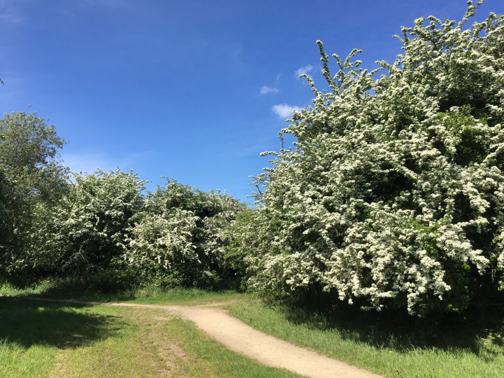 RSPB Rye Meads