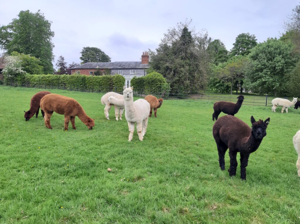 Yew Tree Alpacas