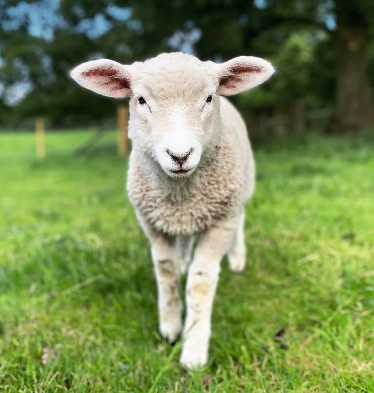 Langleybury Childrens Farm