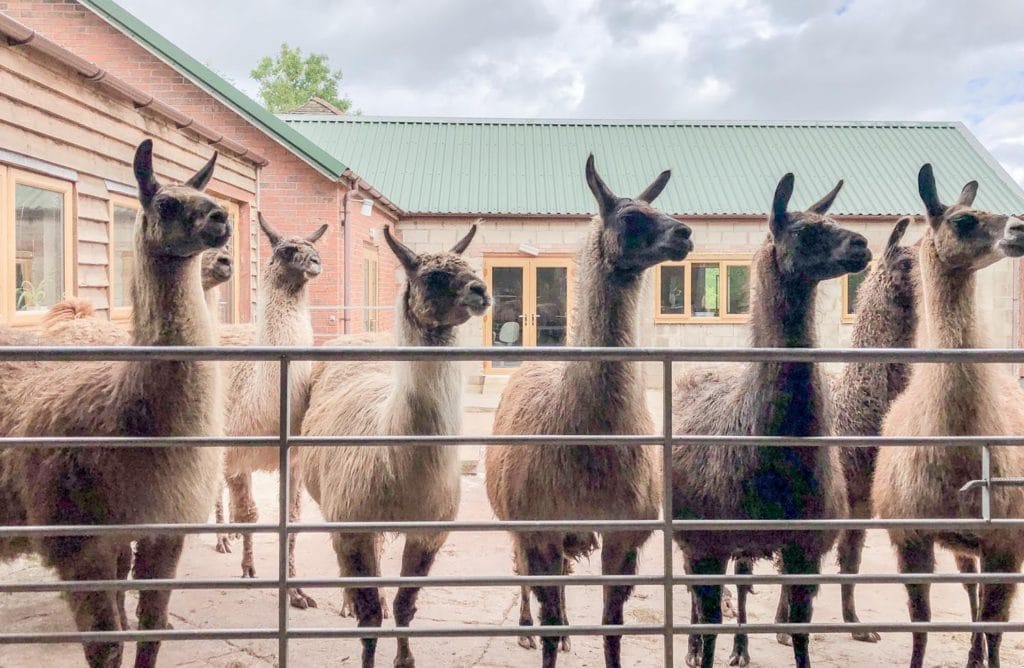 Golden Valley Llamas