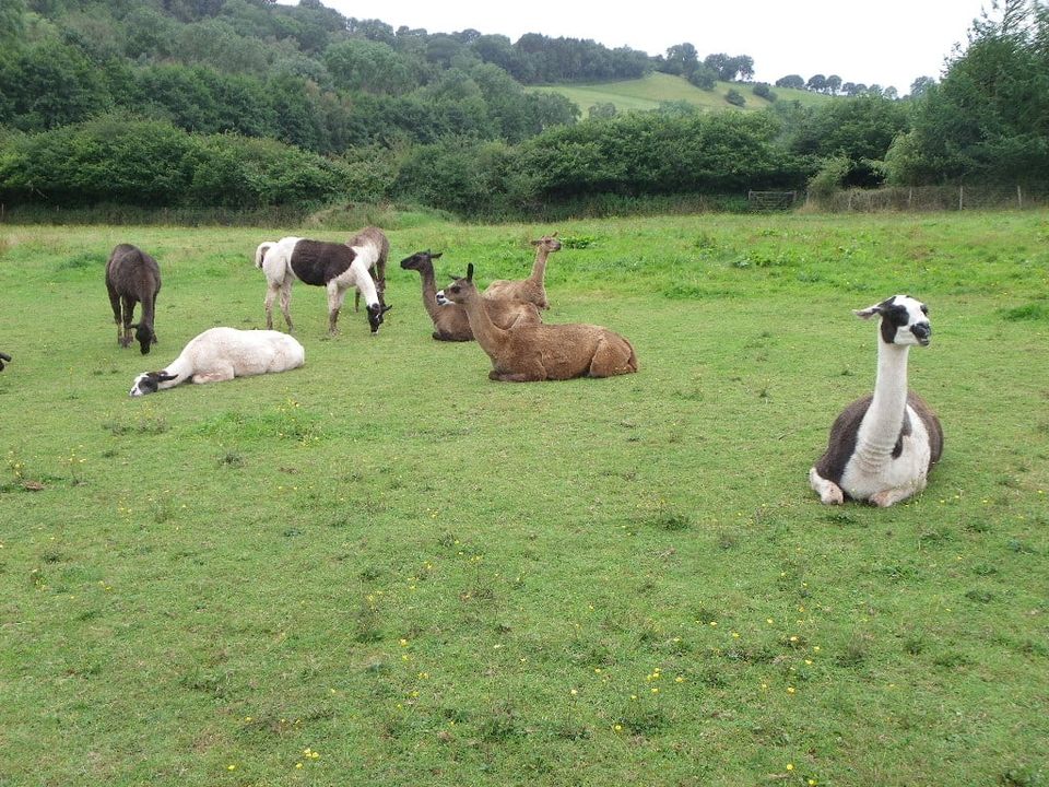 Golden Valley Llamas