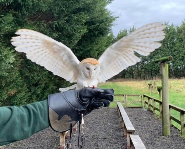 Turbary Woods Owl and Bird of Prey Sanctuary