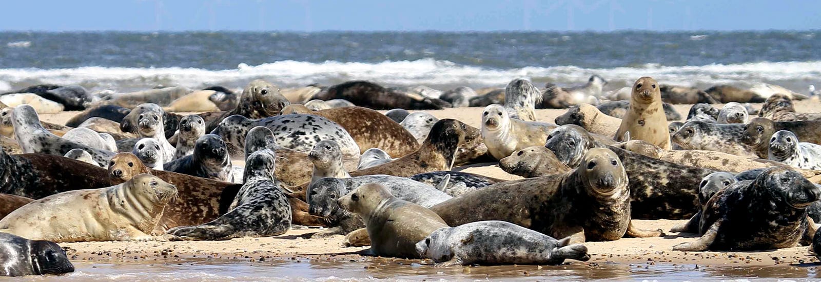 Bishops Boats Seal Trips