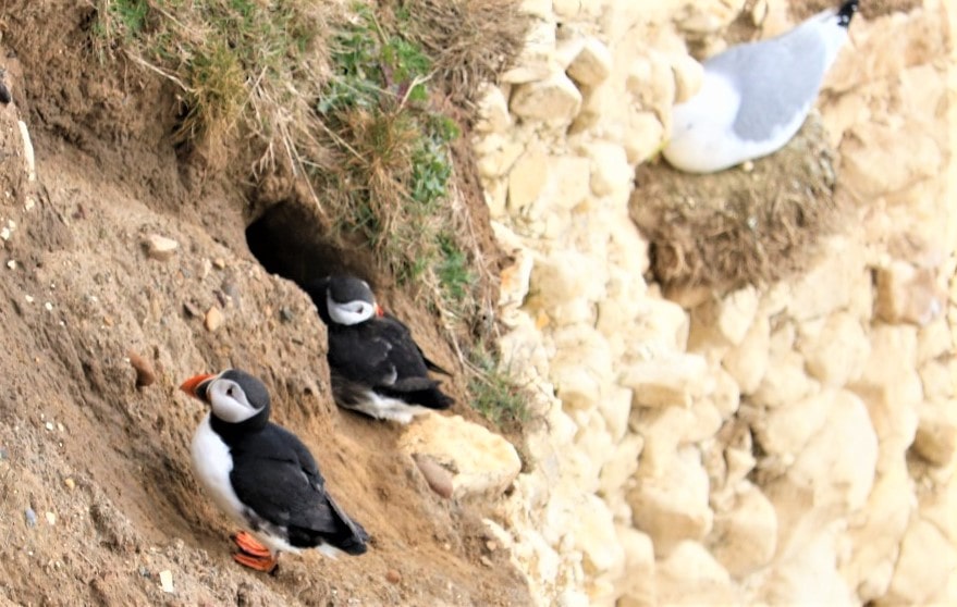 Flamborough Head Wildlife