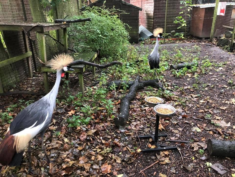 Turbary Woods Owl and Bird of Prey Sanctuary