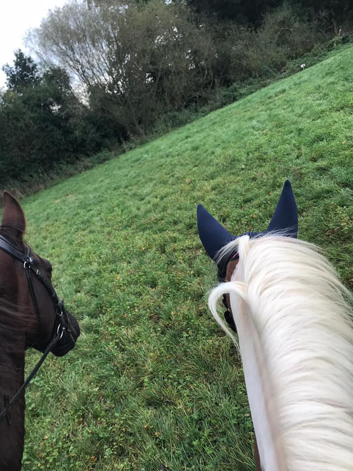 Wellgrove Farm Equestrian