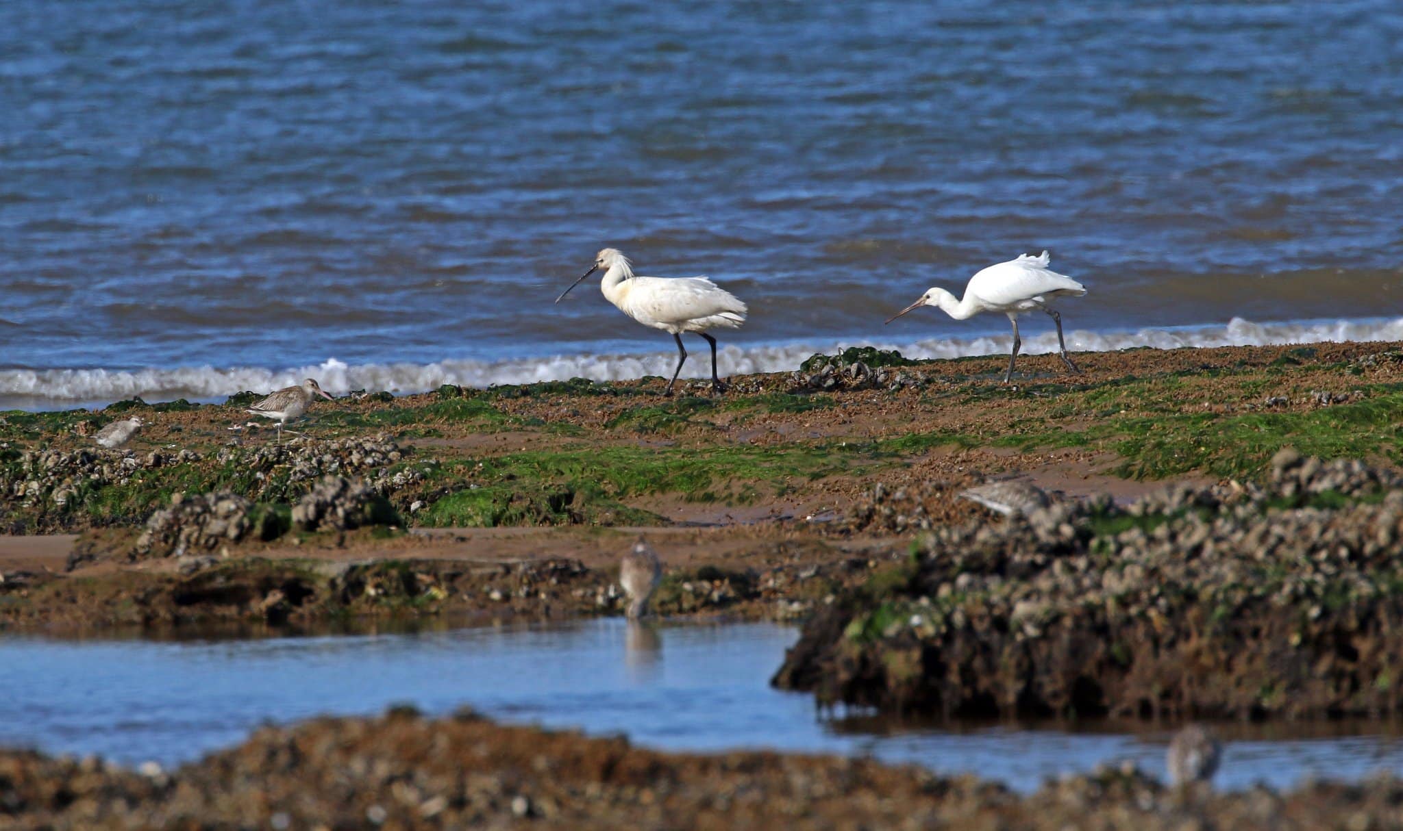 RSPB Titchwell Marsh