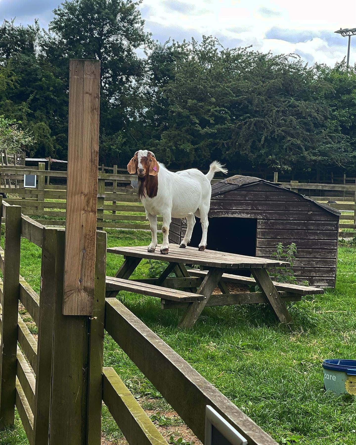 Gorse Hill City Farm