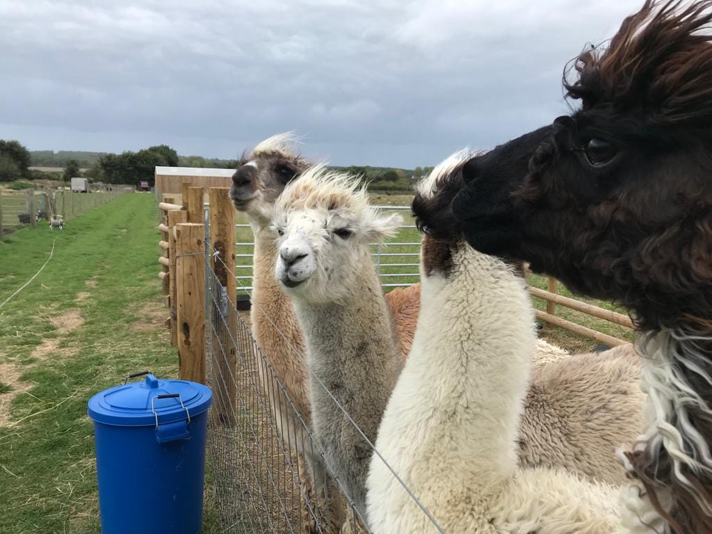 West Wight Alpacas and Llamas