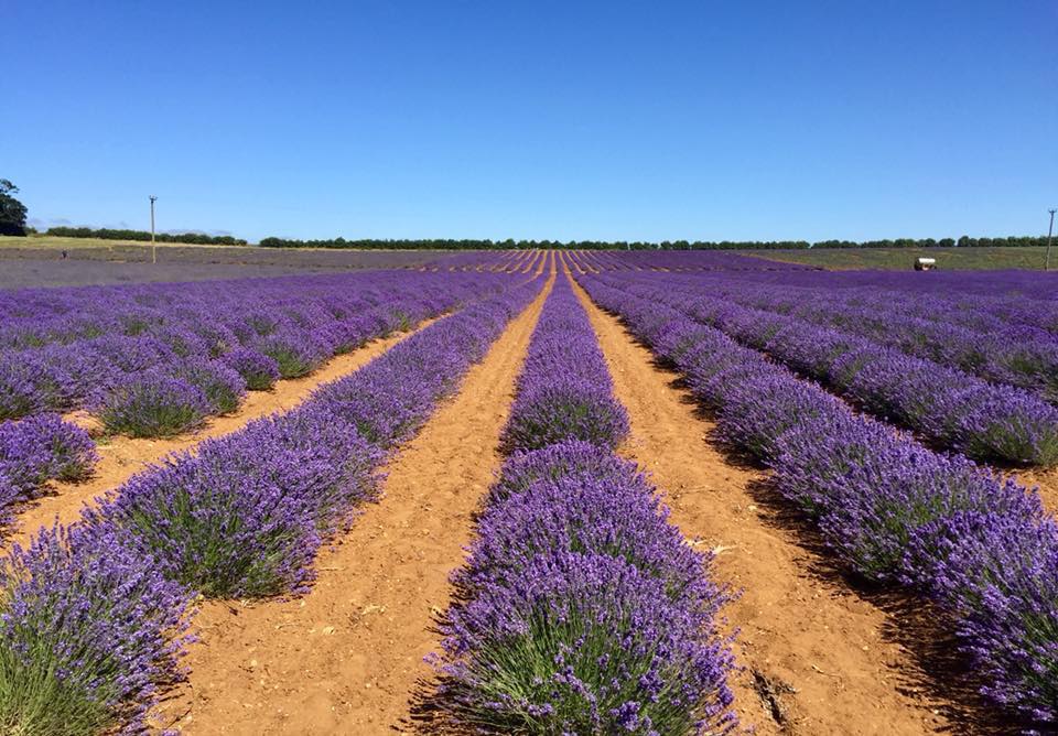 norfolk lavender tours