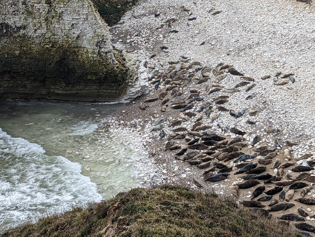 Flamborough Head Wildlife