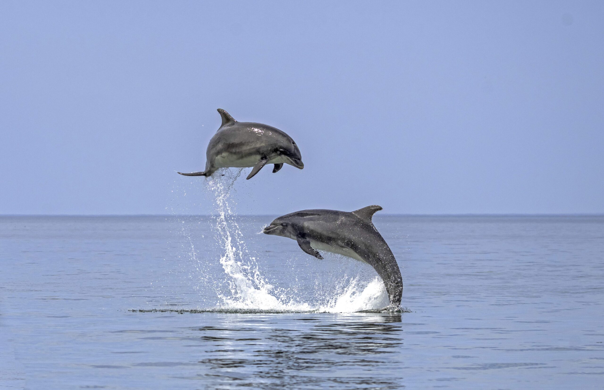 Dolphin Spotting Boat Trips