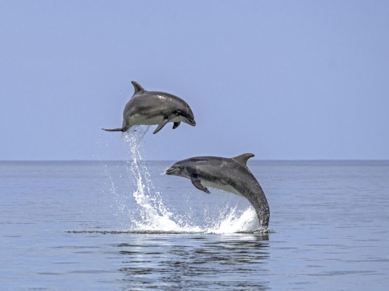 Dolphin Spotting Boat Trips