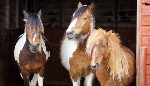 Redwings Caldecott