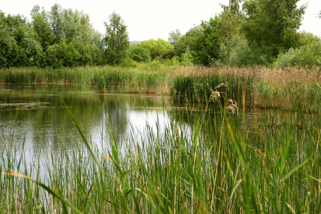 Leybourne Lakes Country Park