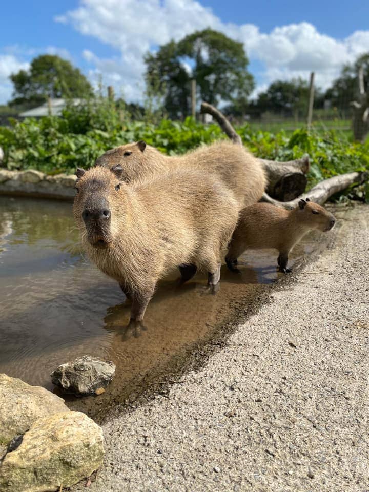 Chew Valley Animal Park