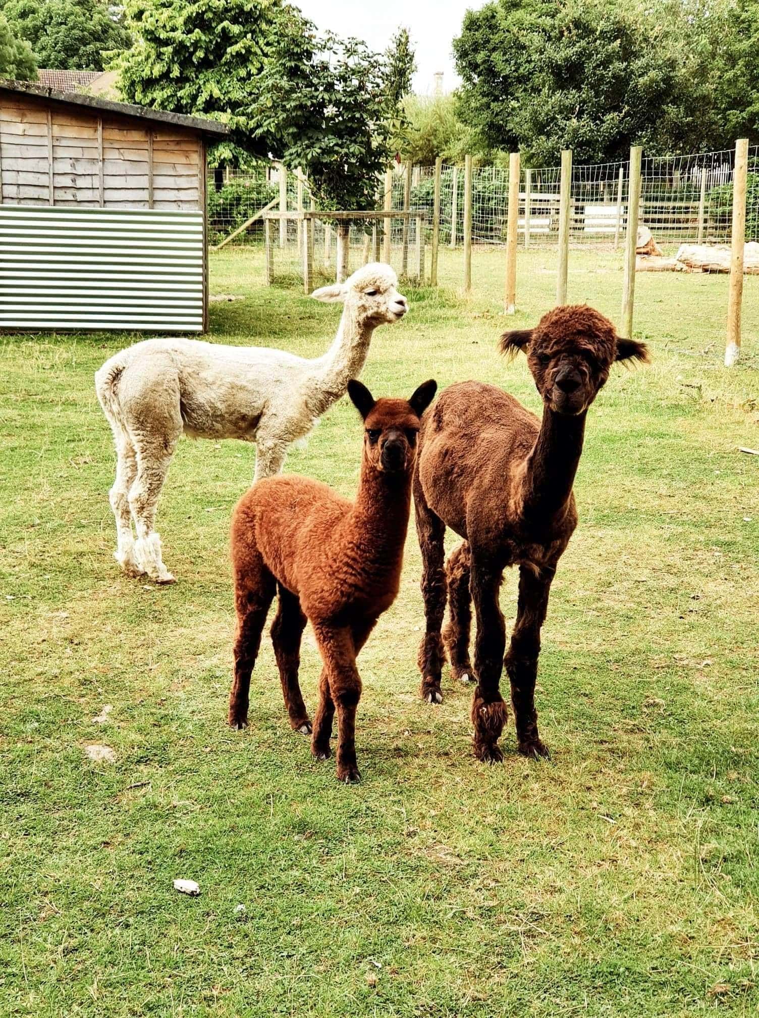 Northumberland College Zoo