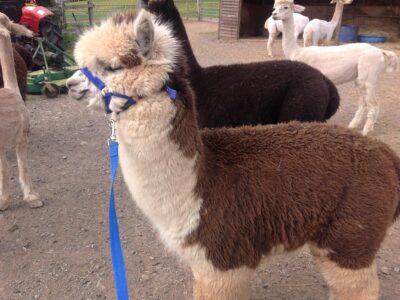 Stoke Wood Alpacas