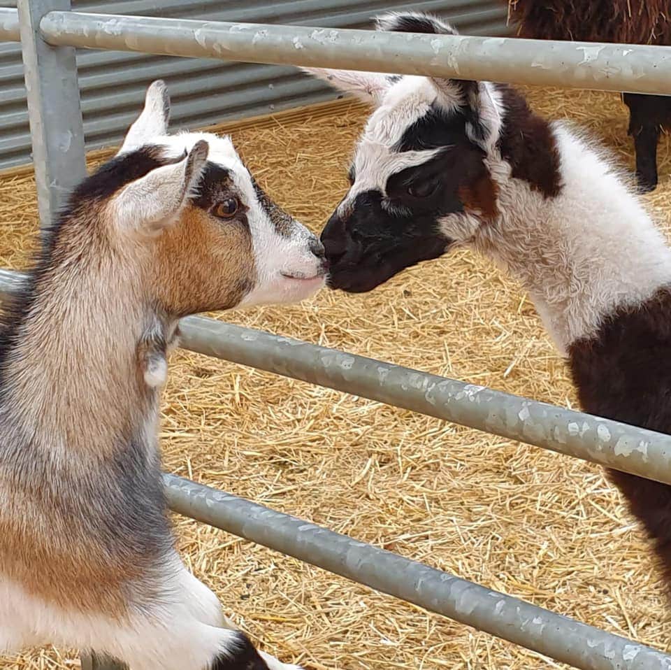 Chew Valley Animal Park