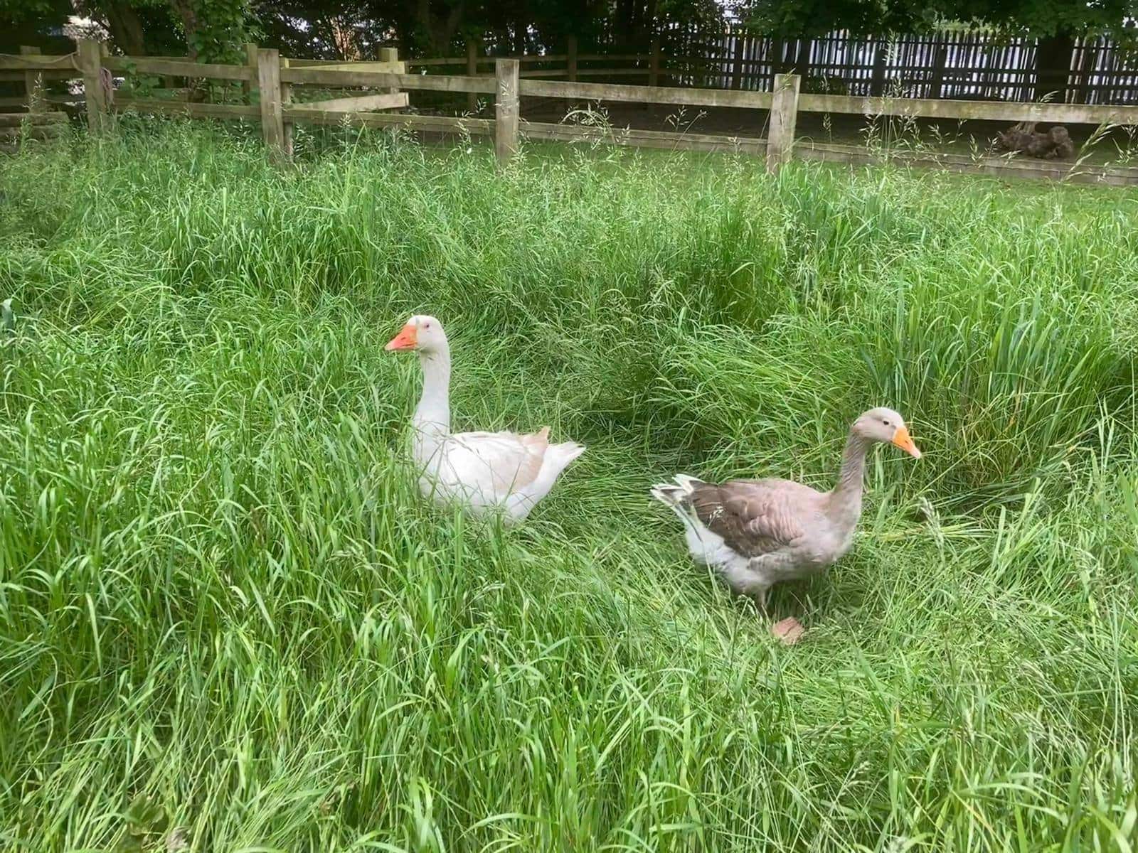 Windmill Hill City Farm