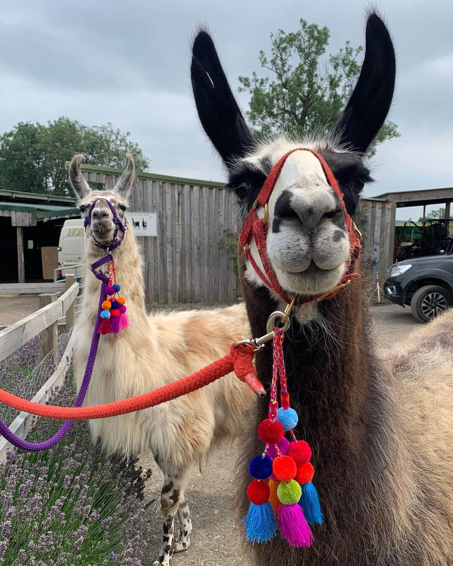 Catanger Llama Trekking