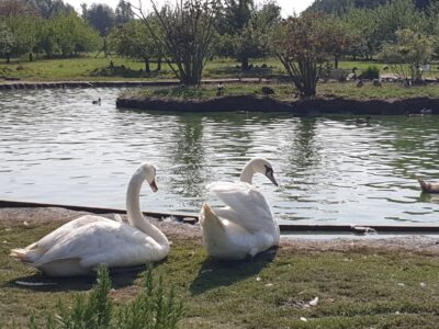 Waterfowl Sanctuary and Children's Farm