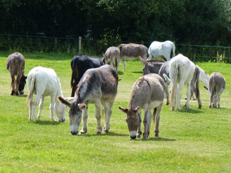 Island Farm Donkey Sanctuary