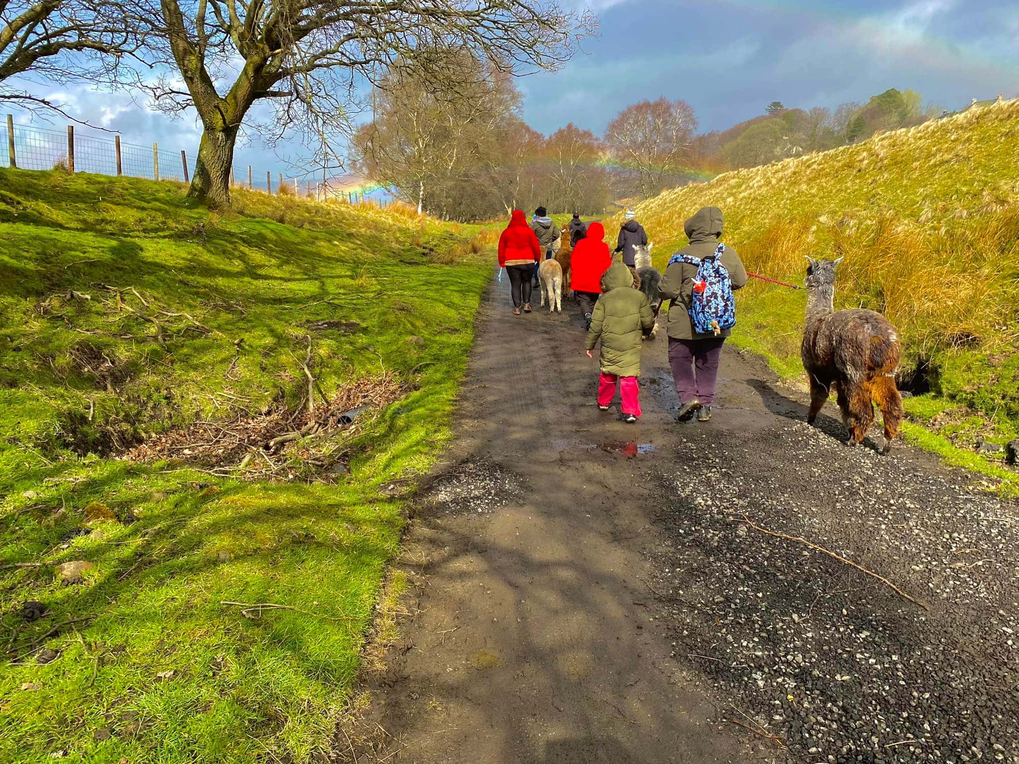 Ferny Rigg Alpacas