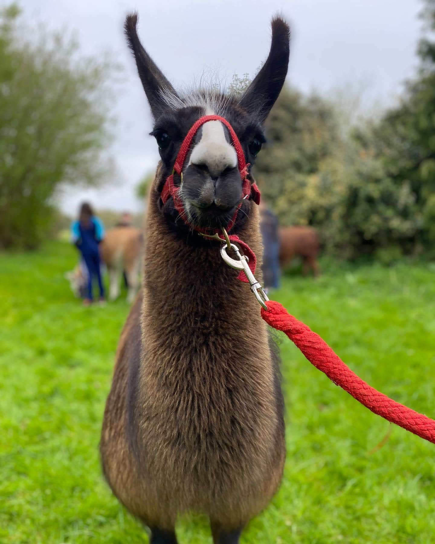 Catanger Llama Trekking