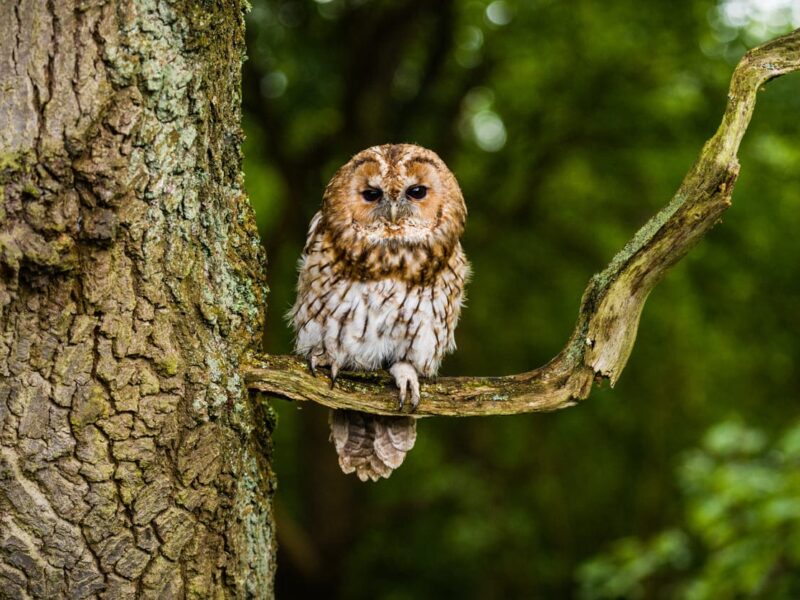 World of Owls