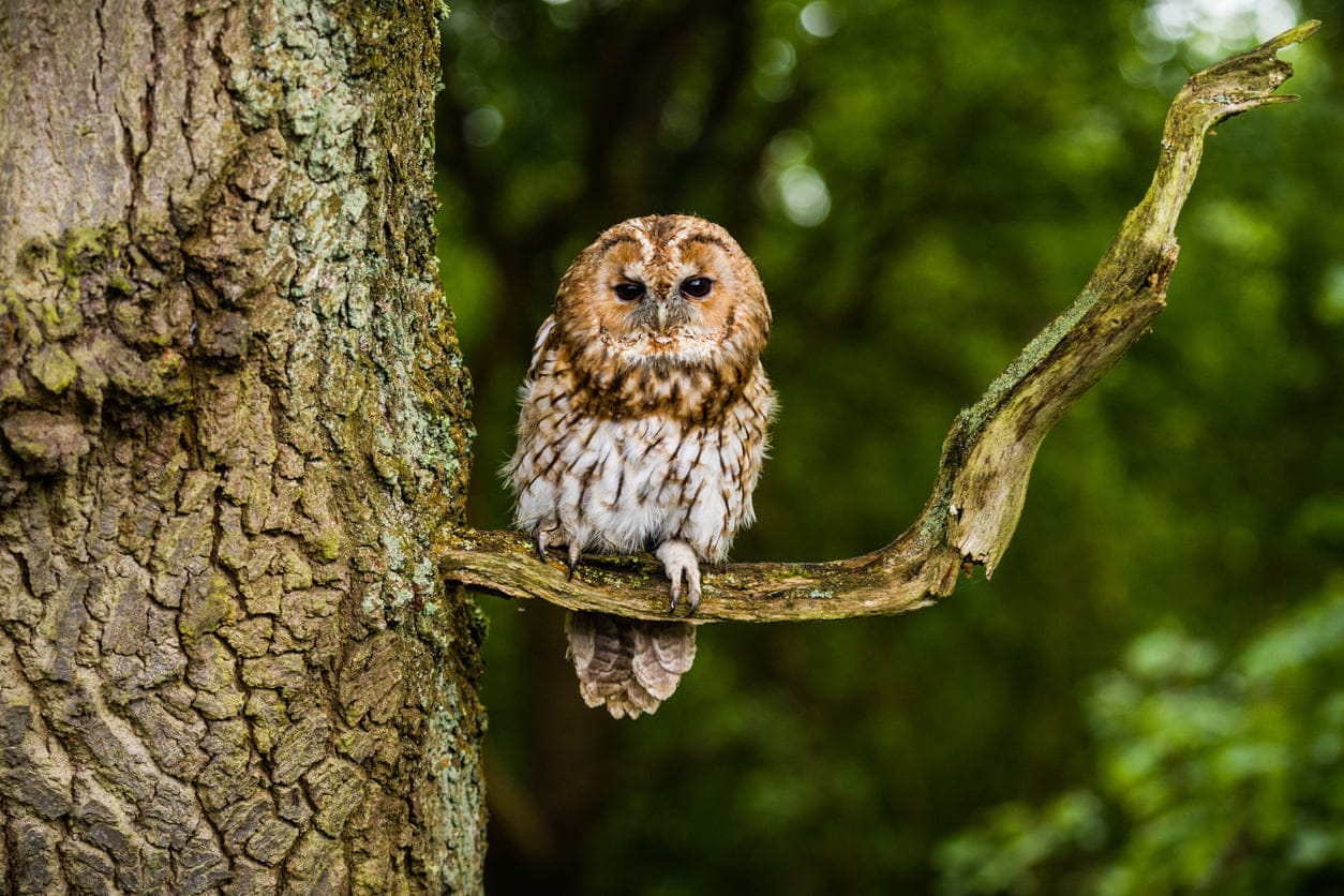 World of Owls