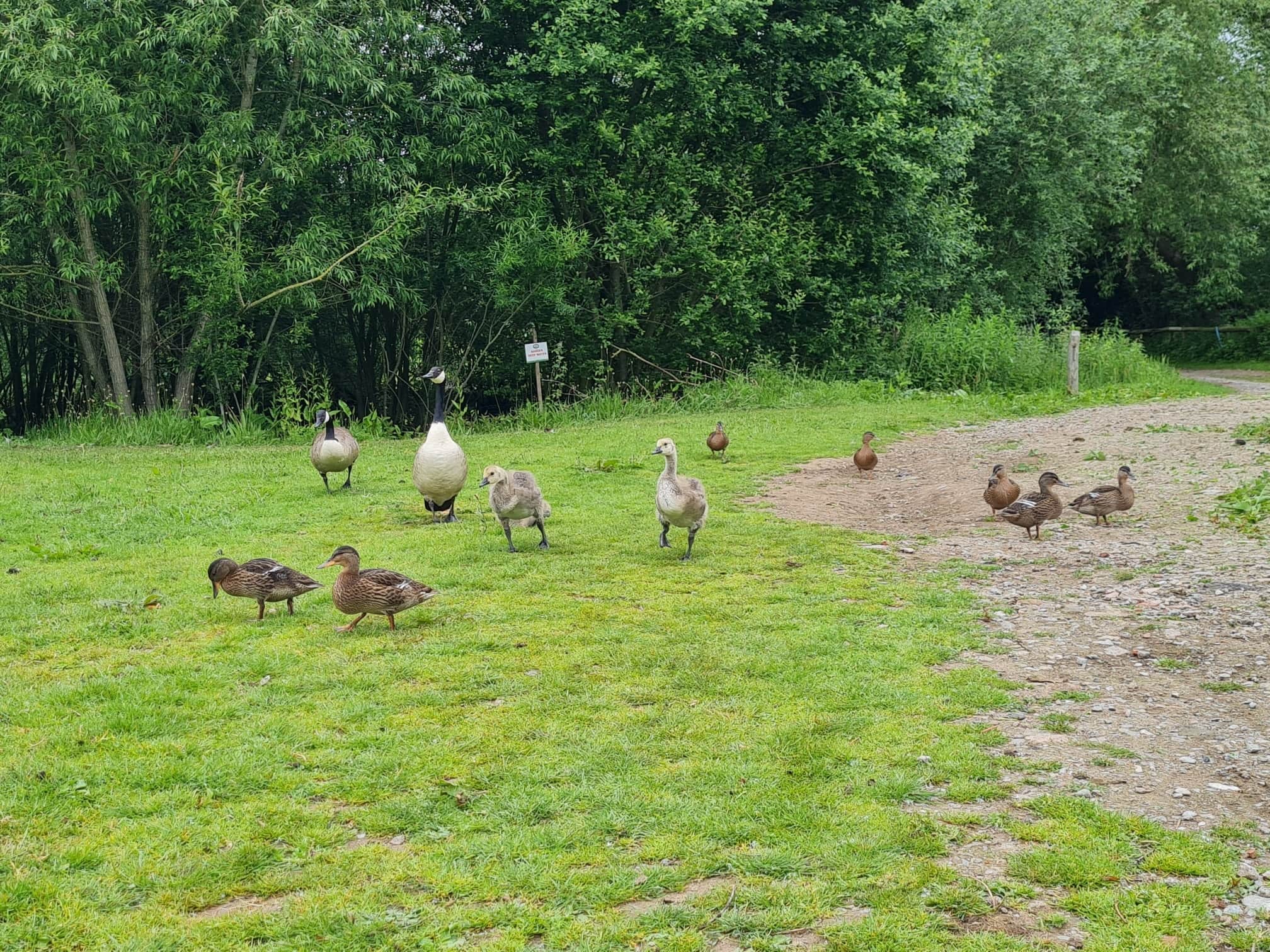 Home Farm Attingham