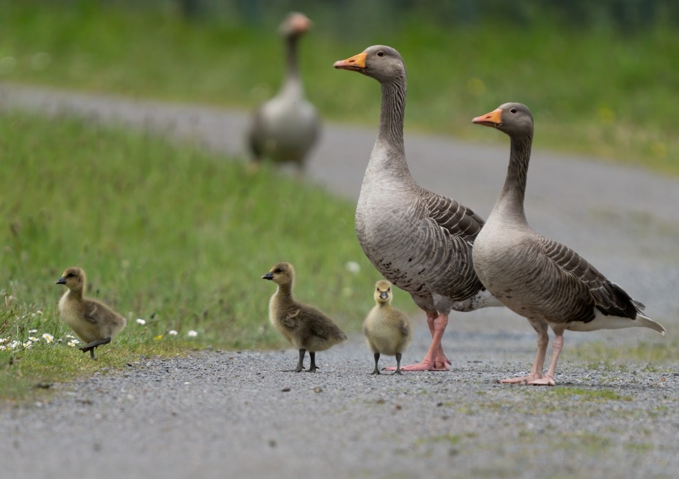 WWT Castle Espie