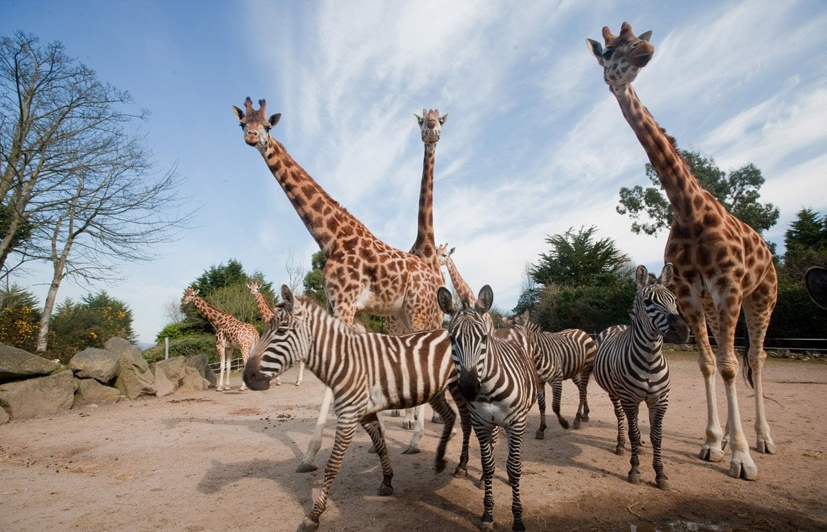 Belfast Zoo