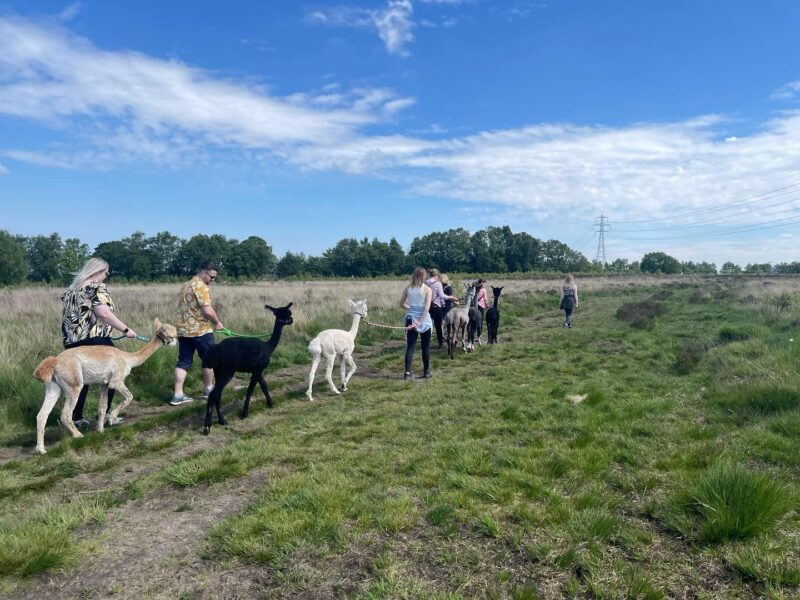 Wetley Moor Alpacas