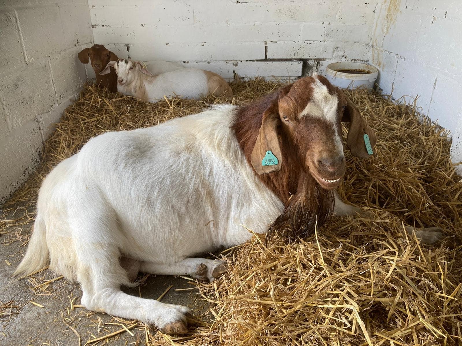 Hartcliffe City Farm