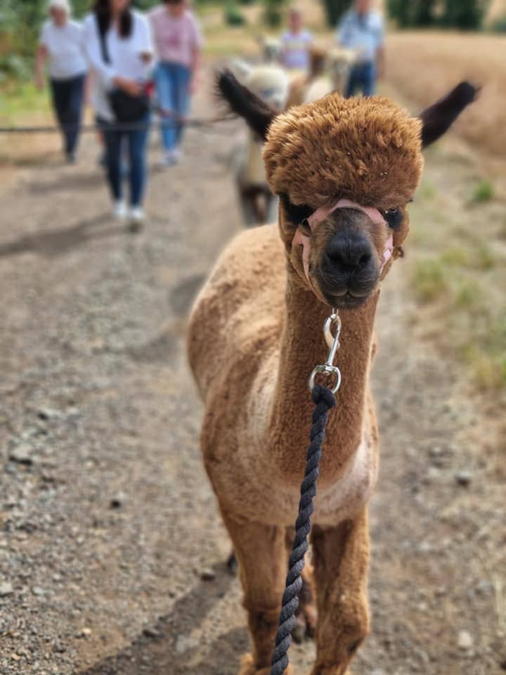 Arkadia Alpacas