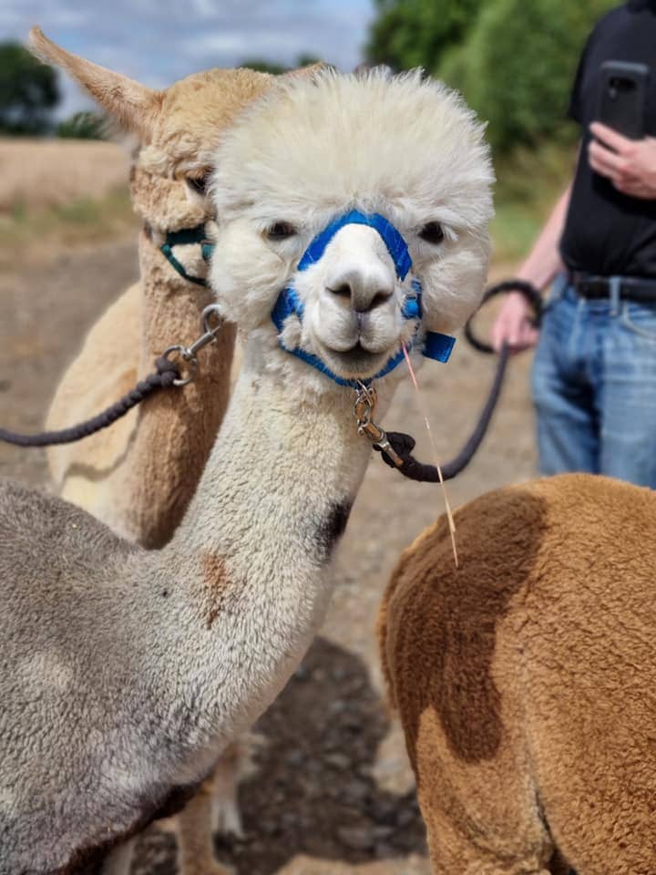 Arkadia Alpacas