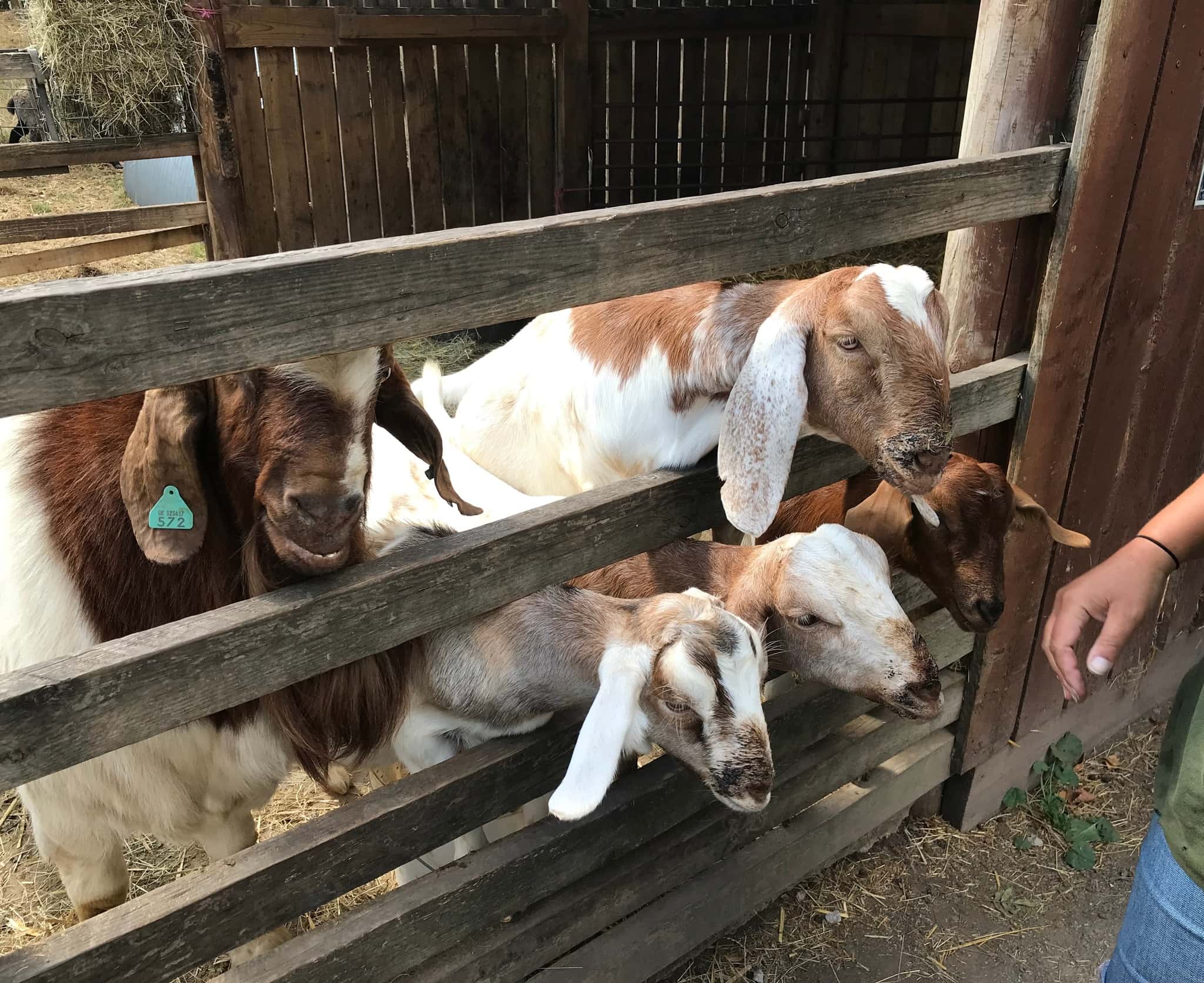 Windmill Hill City Farm