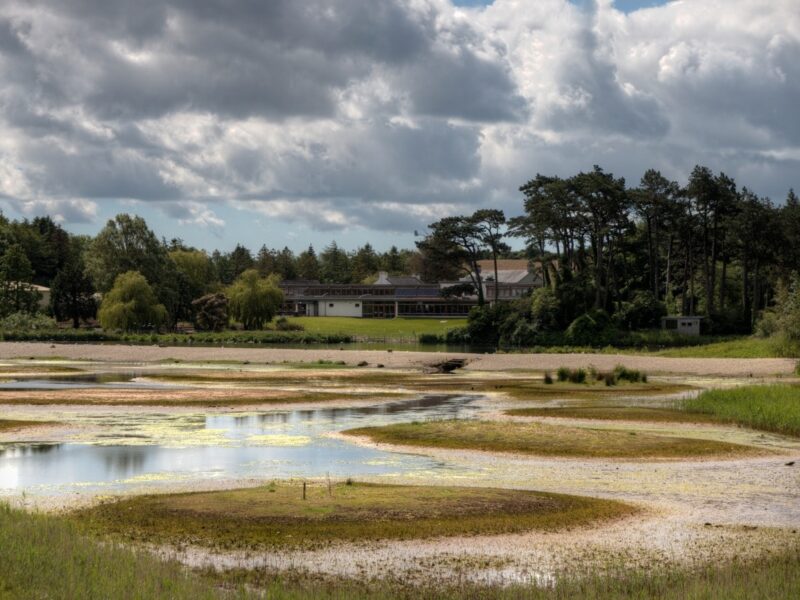 WWT Castle Espie