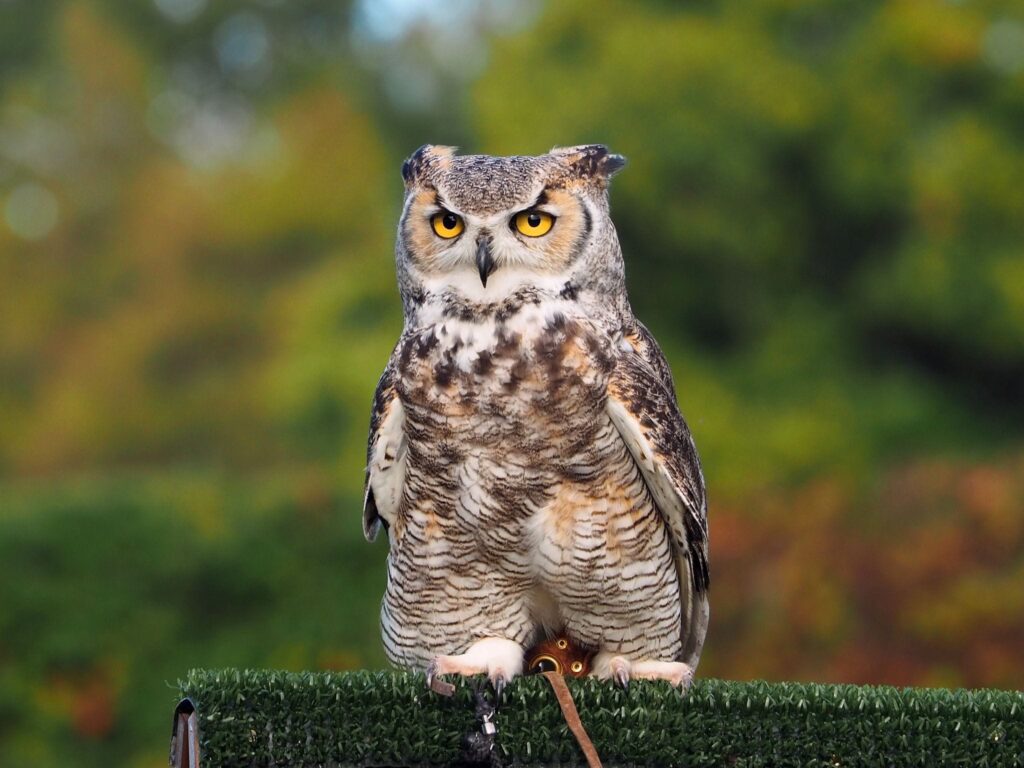 Battlefield Bird of Prey Centre