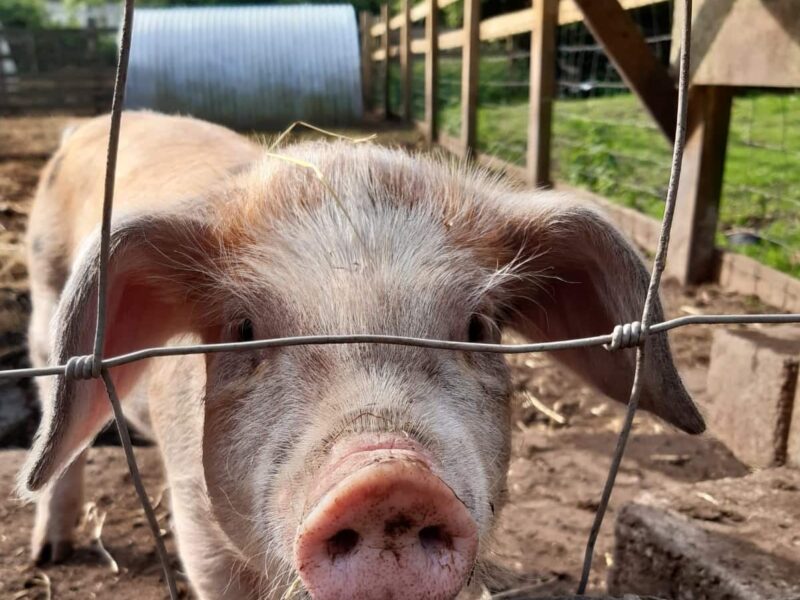 Windmill Hill City Farm