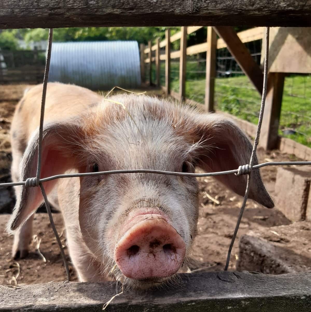 Windmill Hill City Farm