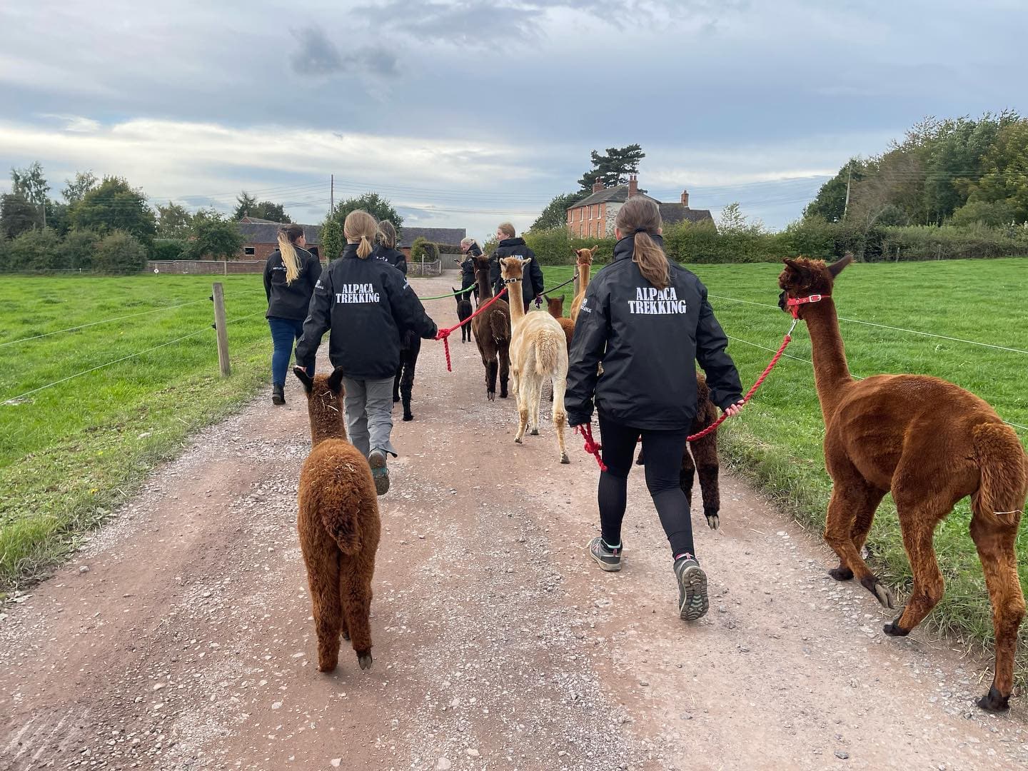 Wetley Moor Alpacas