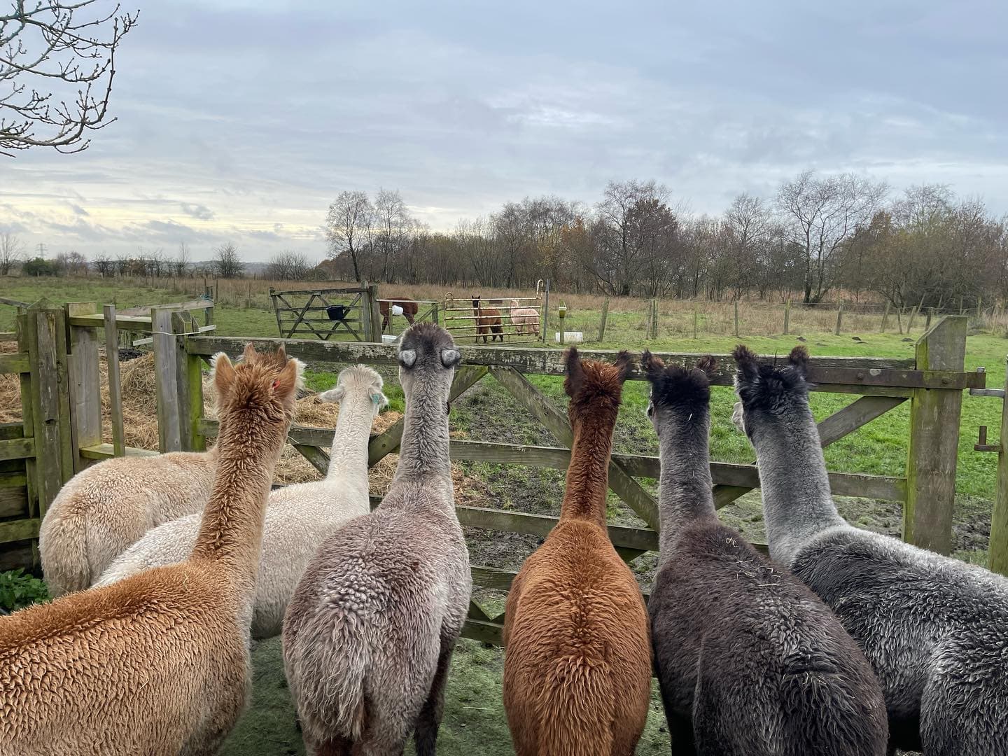 Wetley Moor Alpacas